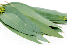 خواص اکالیپتوس برای پوست