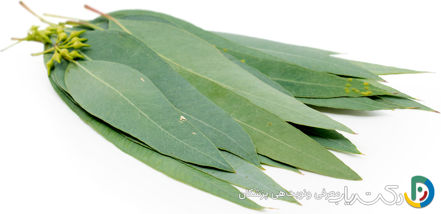 خواص اکالیپتوس برای پوست