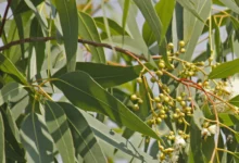خواص اکالیپتوس برای سرماخوردگی