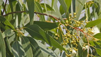 خواص اکالیپتوس برای سرماخوردگی