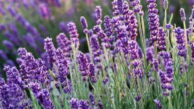 خواص اسطوخودوس برای استرس