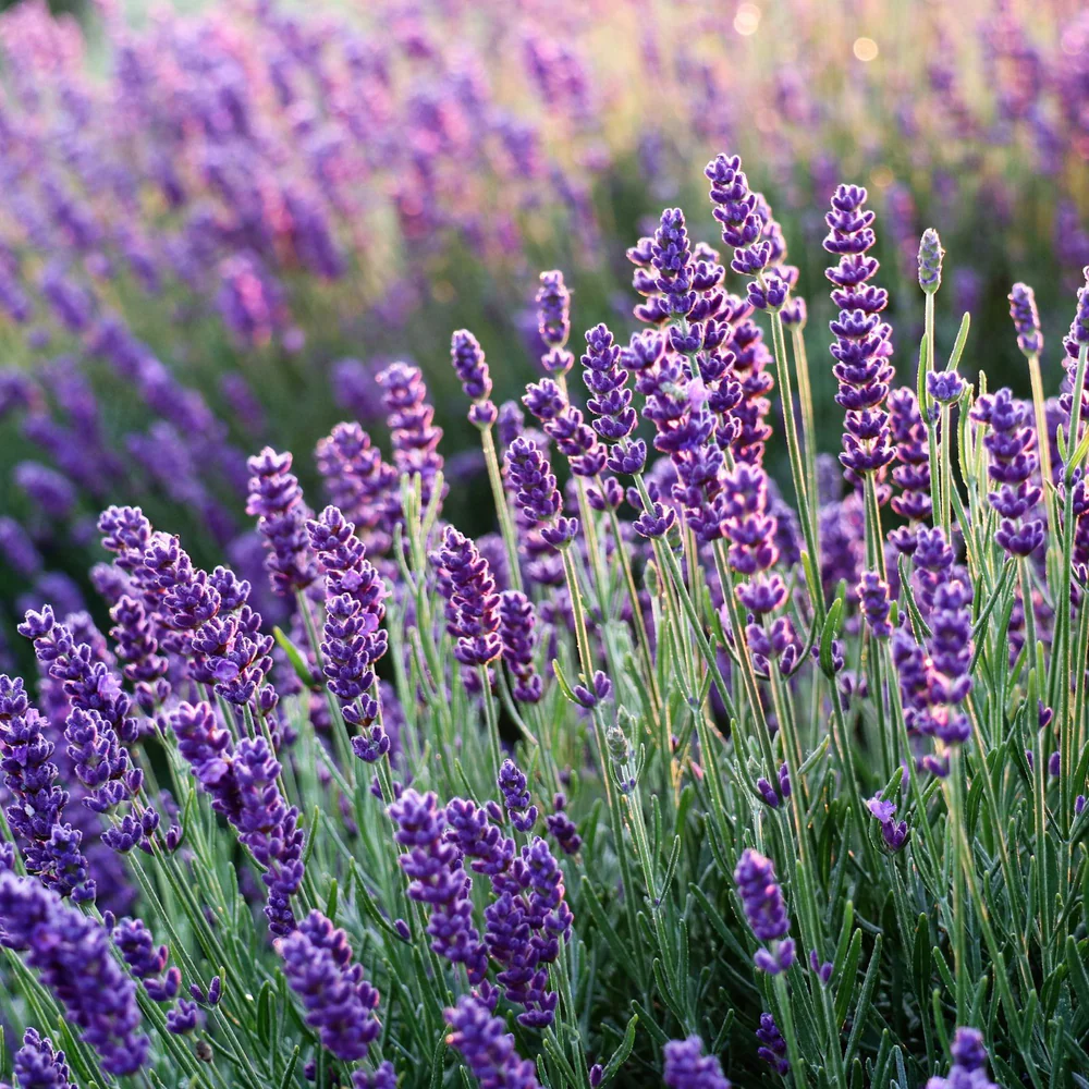 خواص اسطوخودوس برای استرس