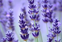 خواص اسطوخودوس برای معده