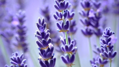 خواص اسطوخودوس برای معده