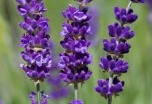 خواص اسطوخودوس برای مغز