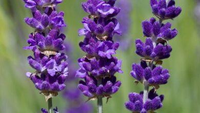 خواص اسطوخودوس برای مغز