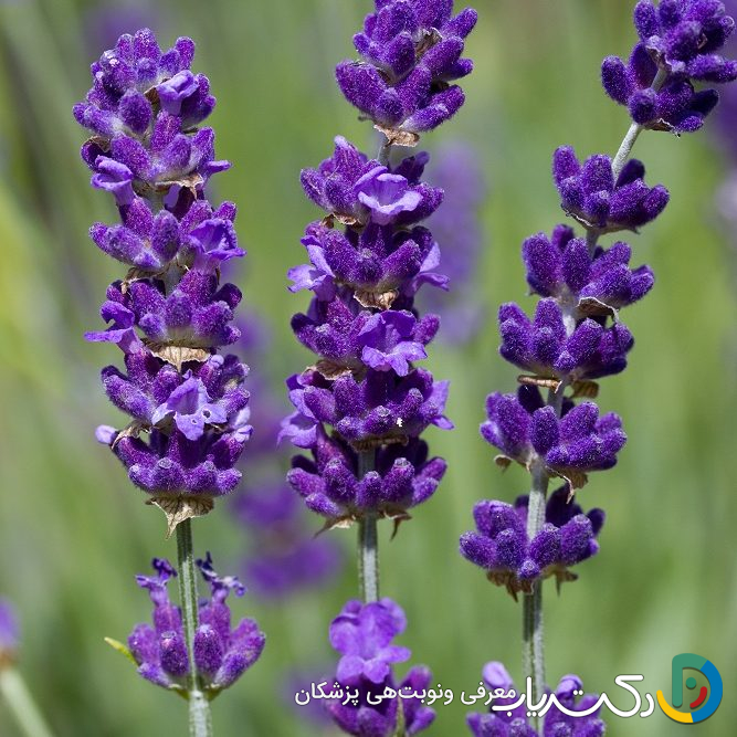 خواص اسطوخودوس برای مغز