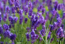 خواص اسطوخودوس برای ریه