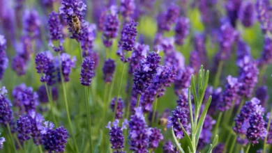 خواص اسطوخودوس برای ریه