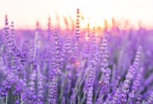 خواص اسطوخودوس برای عفونت