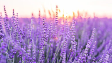 خواص اسطوخودوس برای عفونت