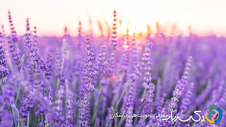 خواص اسطوخودوس برای عفونت