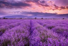 خواص اسطوخودوس برای پوست