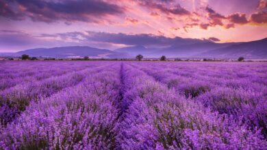 خواص اسطوخودوس برای پوست