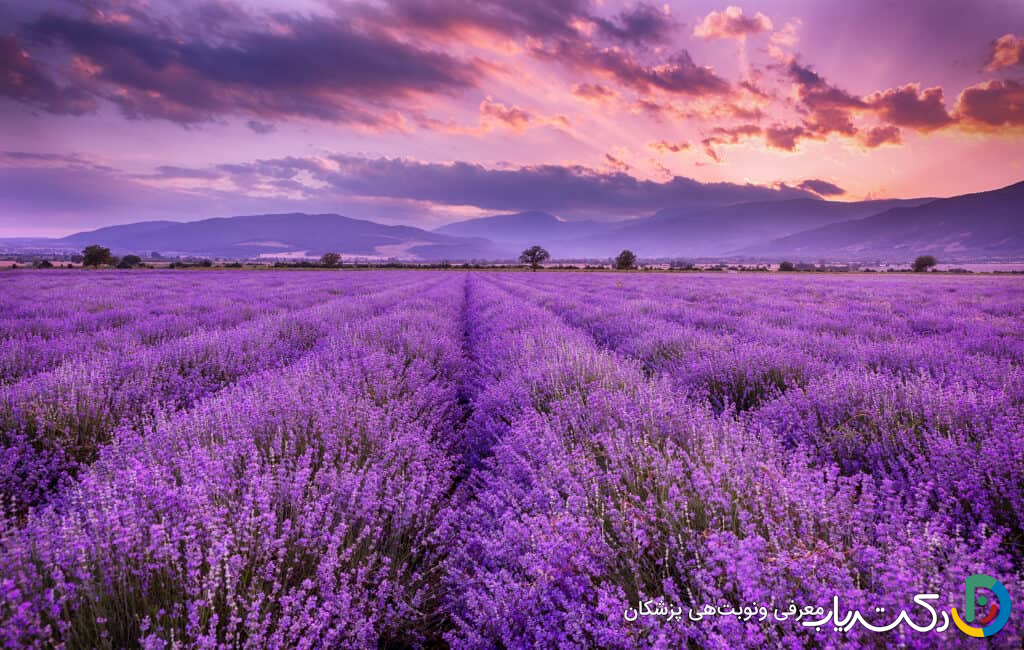 خواص اسطوخودوس برای پوست