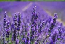 خواص اسطوخودوس برای رحم