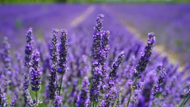 خواص اسطوخودوس برای رحم