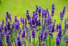 خواص اسطوخودوس برای باردار شدن