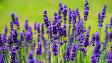 خواص اسطوخودوس برای باردار شدن