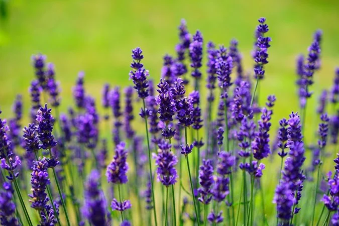 خواص اسطوخودوس برای باردار شدن