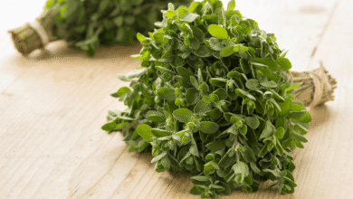 خواص مرزنجوش برای مغز