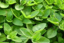 خواص مرزنجوش برای مردان