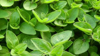 خواص مرزنجوش برای مردان