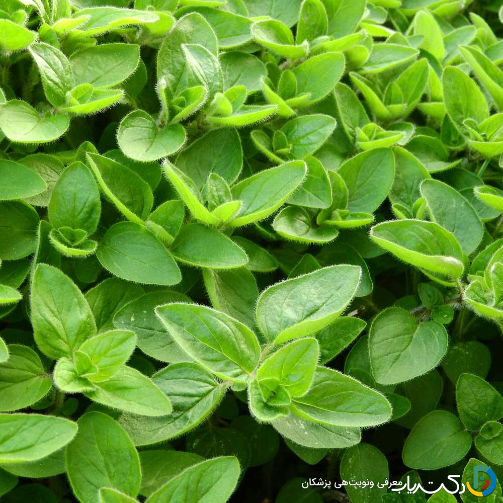 خواص مرزنجوش برای مردان
