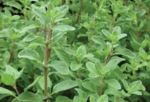 خواص مرزنجوش برای معده