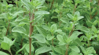 خواص مرزنجوش برای معده