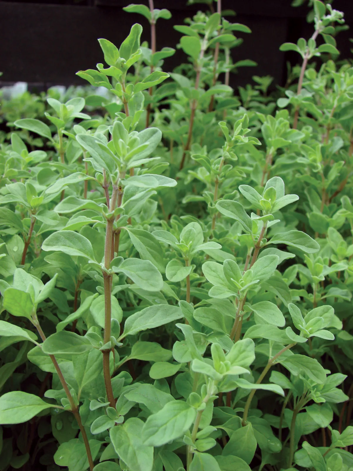 خواص مرزنجوش برای معده
