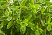 خواص مرزنجوش برای عفونت