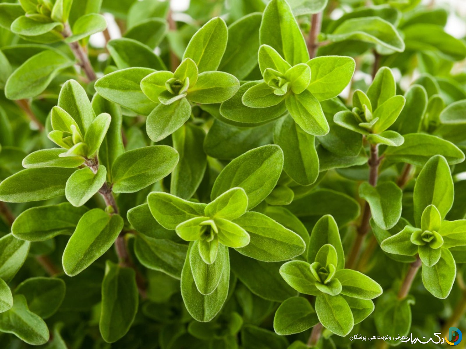 خواص مرزنجوش برای عفونت