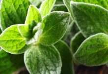 خواص مرزنجوش برای سرماخوردگی