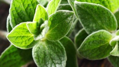 خواص مرزنجوش برای سرماخوردگی