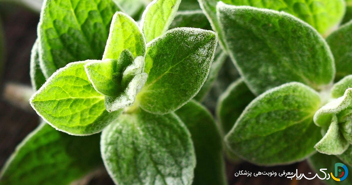 خواص مرزنجوش برای سرماخوردگی