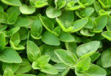 خواص مرزنجوش برای بارداری