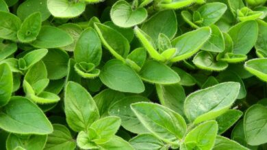 خواص مرزنجوش برای بارداری