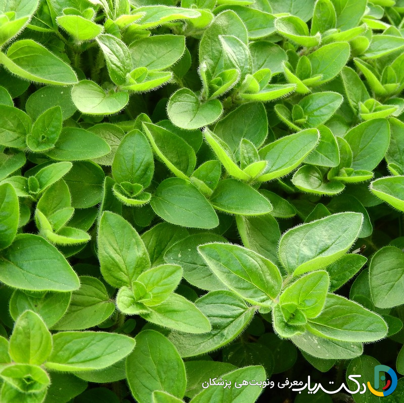 خواص مرزنجوش برای بارداری