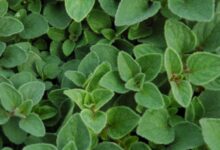 خواص مرزنجوش برای رحم