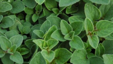 خواص مرزنجوش برای رحم