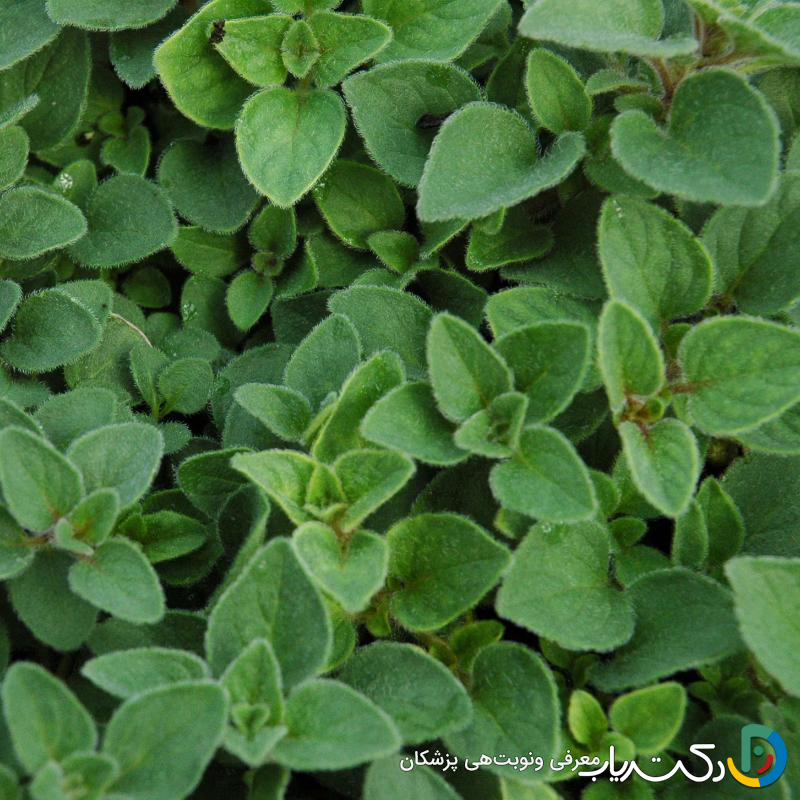 خواص مرزنجوش برای رحم