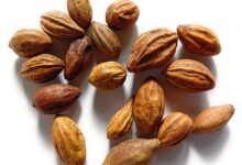 خواص هلیله سیاه برای مغز