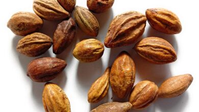 خواص هلیله سیاه برای مغز