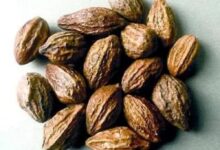 خواص هلیله سیاه برای لاغری شکم