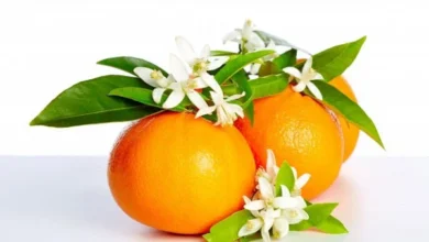خواص عرق بهار نارنج برای زنان