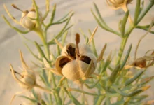 خواص اسپند برای گوارش