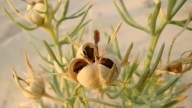 خواص اسپند برای گوارش