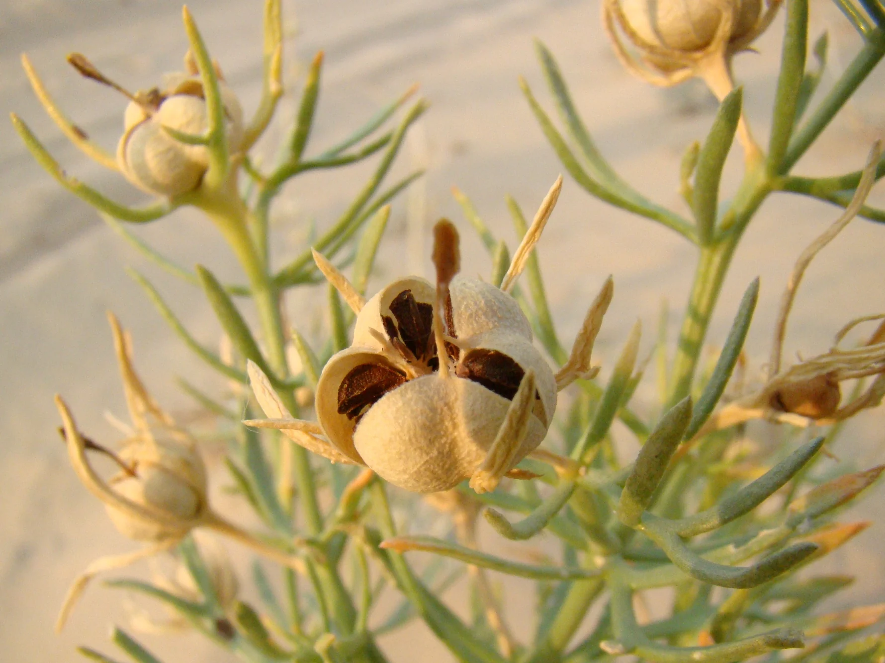 خواص اسپند برای گوارش