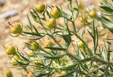 خواص اسپند برای معده